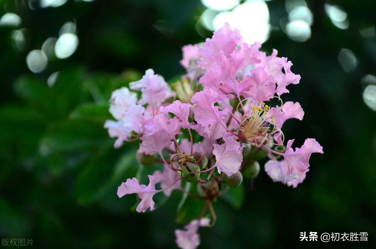 早秋清丽唯美诗词五首（秋意在何处，清风来故人）