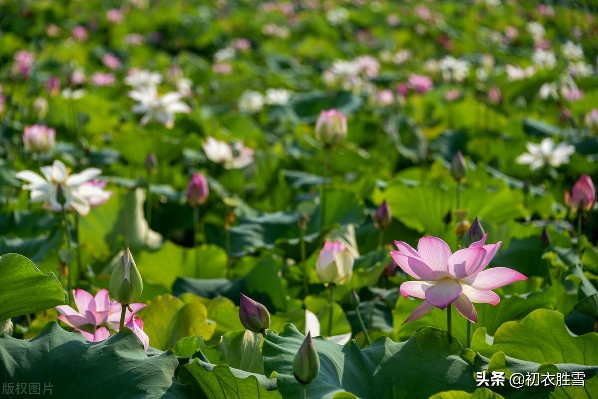 立秋节气经典古诗五首赏析（闻说新秋次第来，红花沉醉白莲酣）