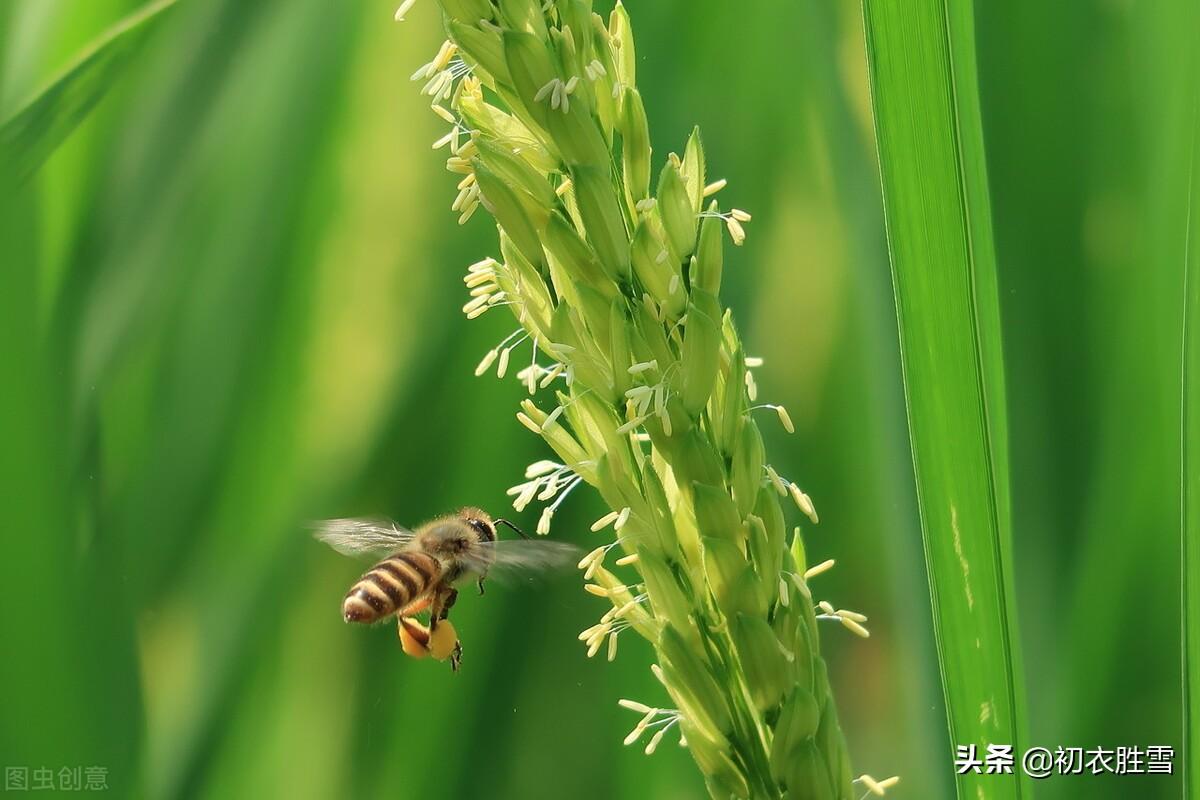 立秋节气经典古诗五首赏析（闻说新秋次第来，红花沉醉白莲酣）