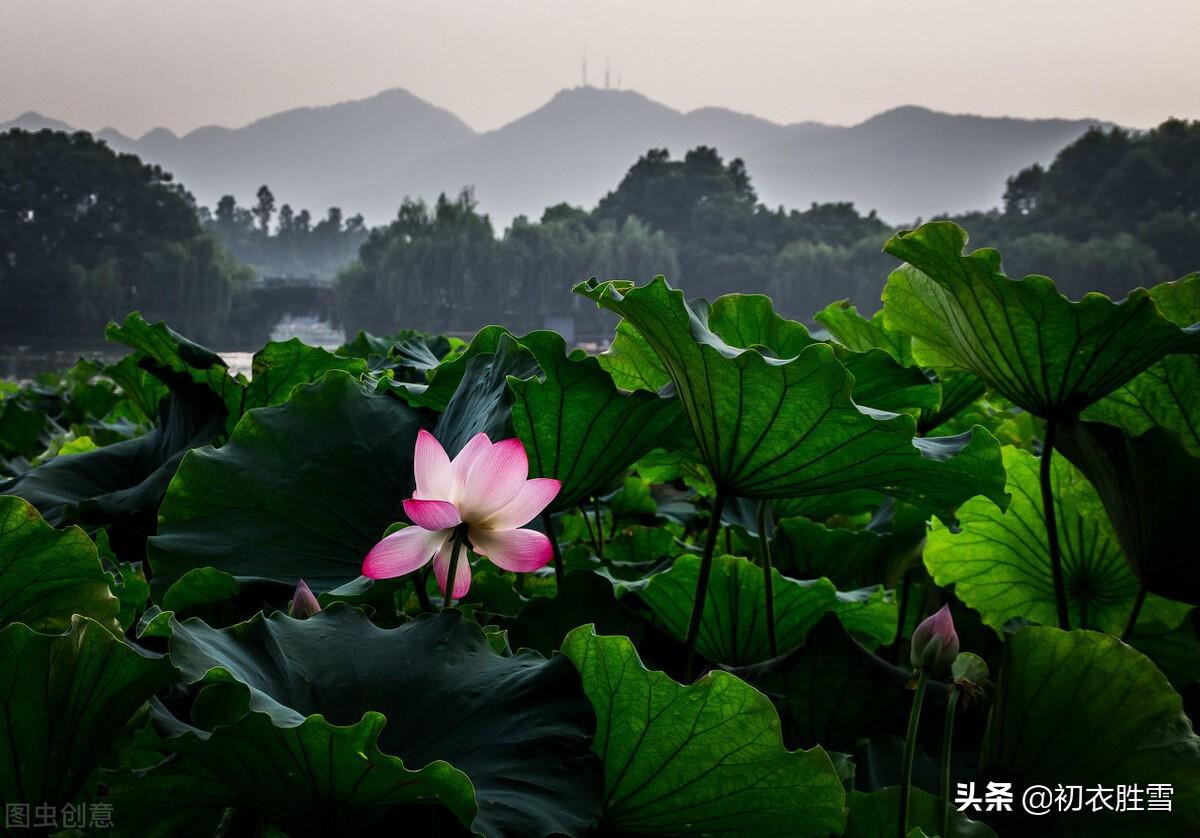 立秋节气经典古诗五首赏析（闻说新秋次第来，红花沉醉白莲酣）