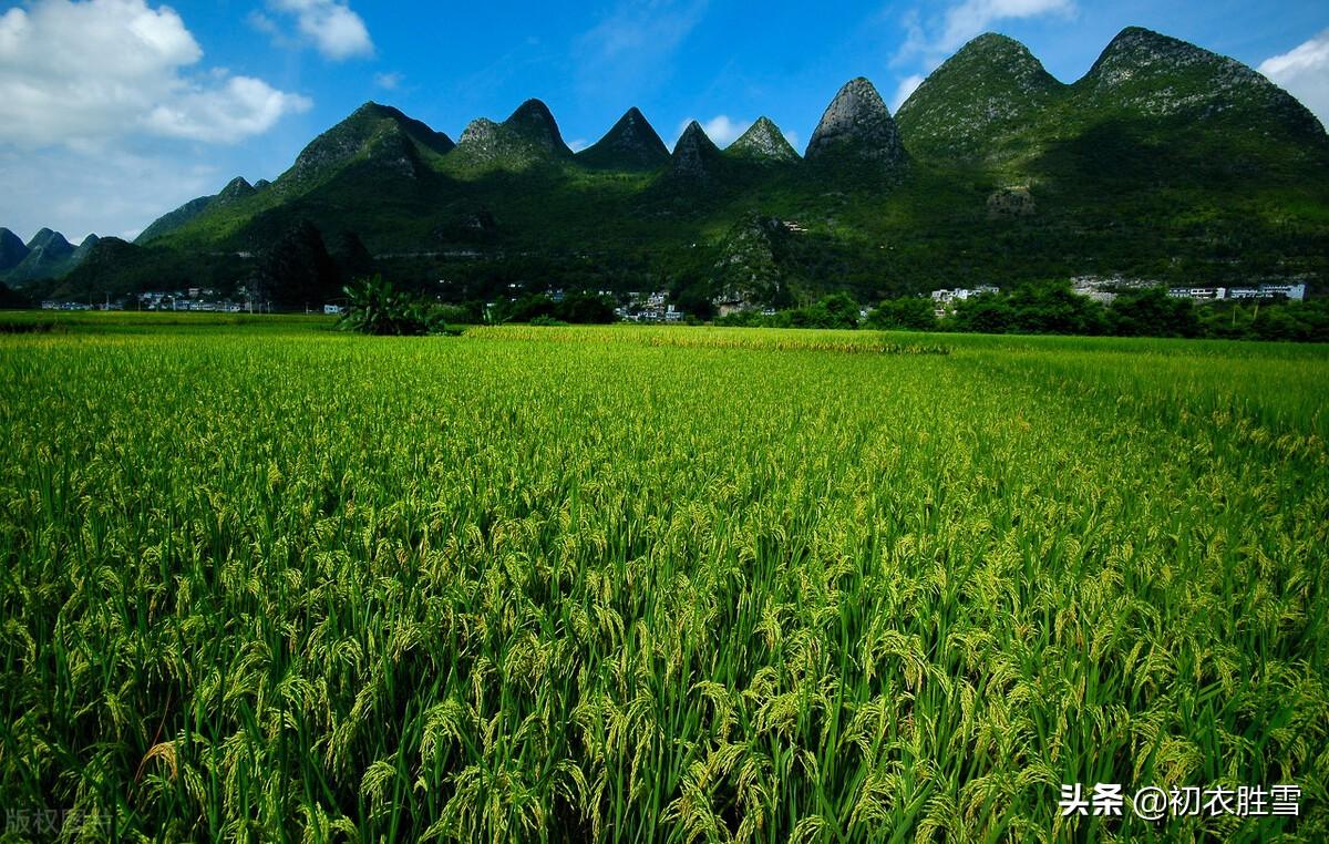 立秋节气经典古诗五首赏析（闻说新秋次第来，红花沉醉白莲酣）