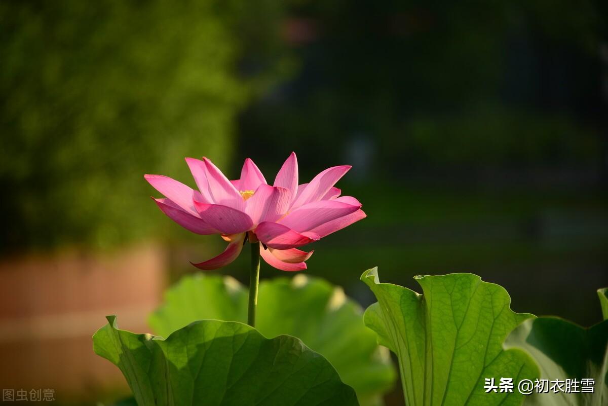 ​红荷花诗词名句10首（芙蓉葩红鲜，莲心彻底红）