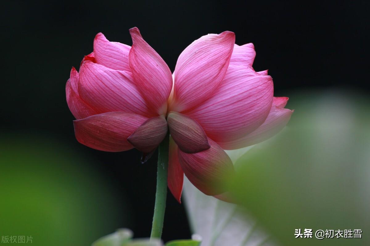 ​红荷花诗词名句10首（芙蓉葩红鲜，莲心彻底红）