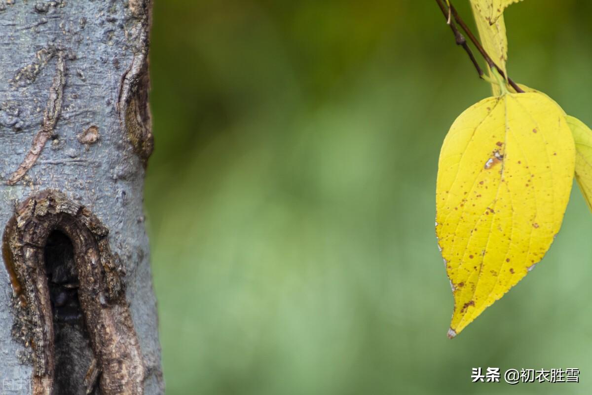 晚夏早秋诗词五首（清秋时节近，一片初飞叶报秋）