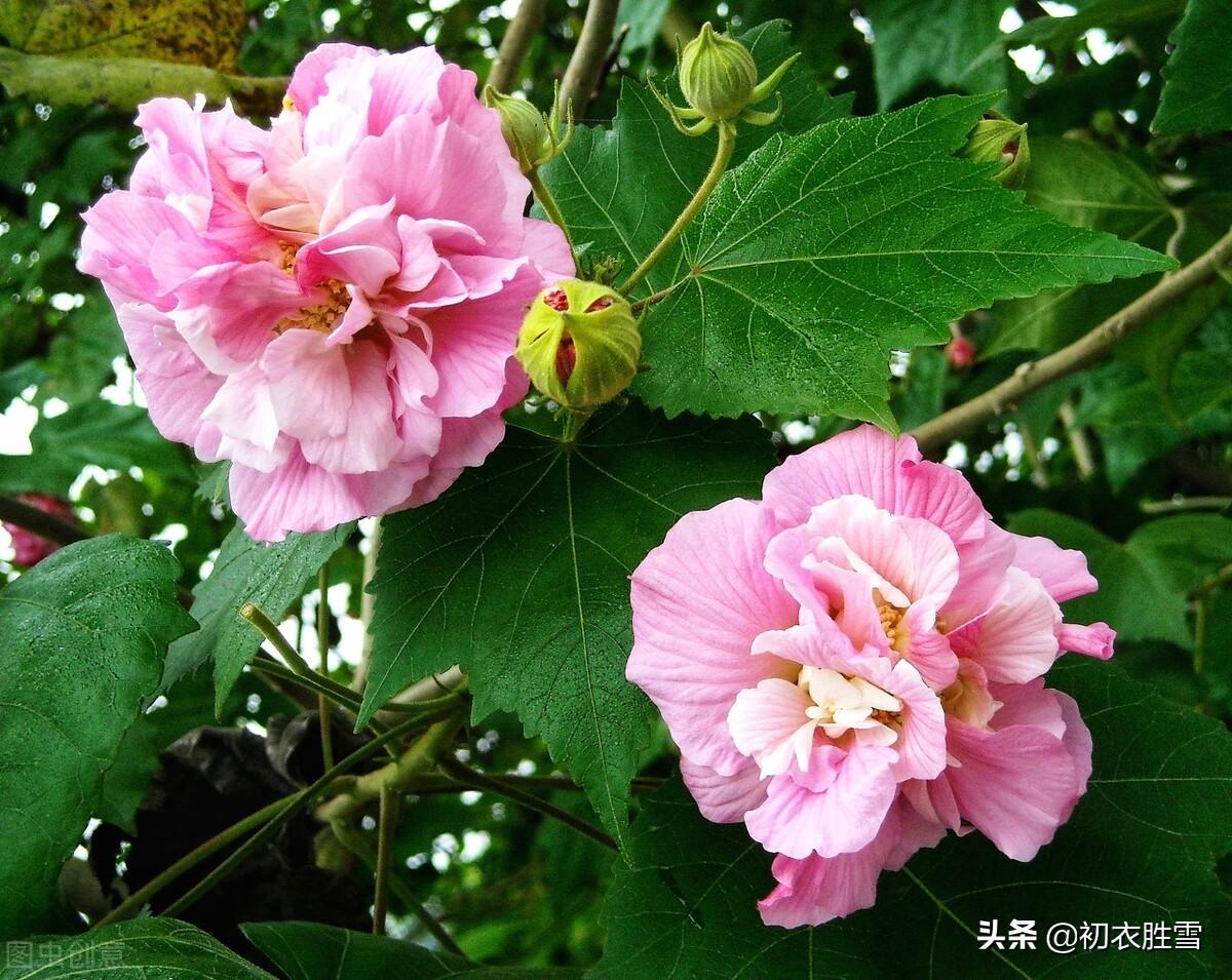 晚夏早秋诗词五首（清秋时节近，一片初飞叶报秋）