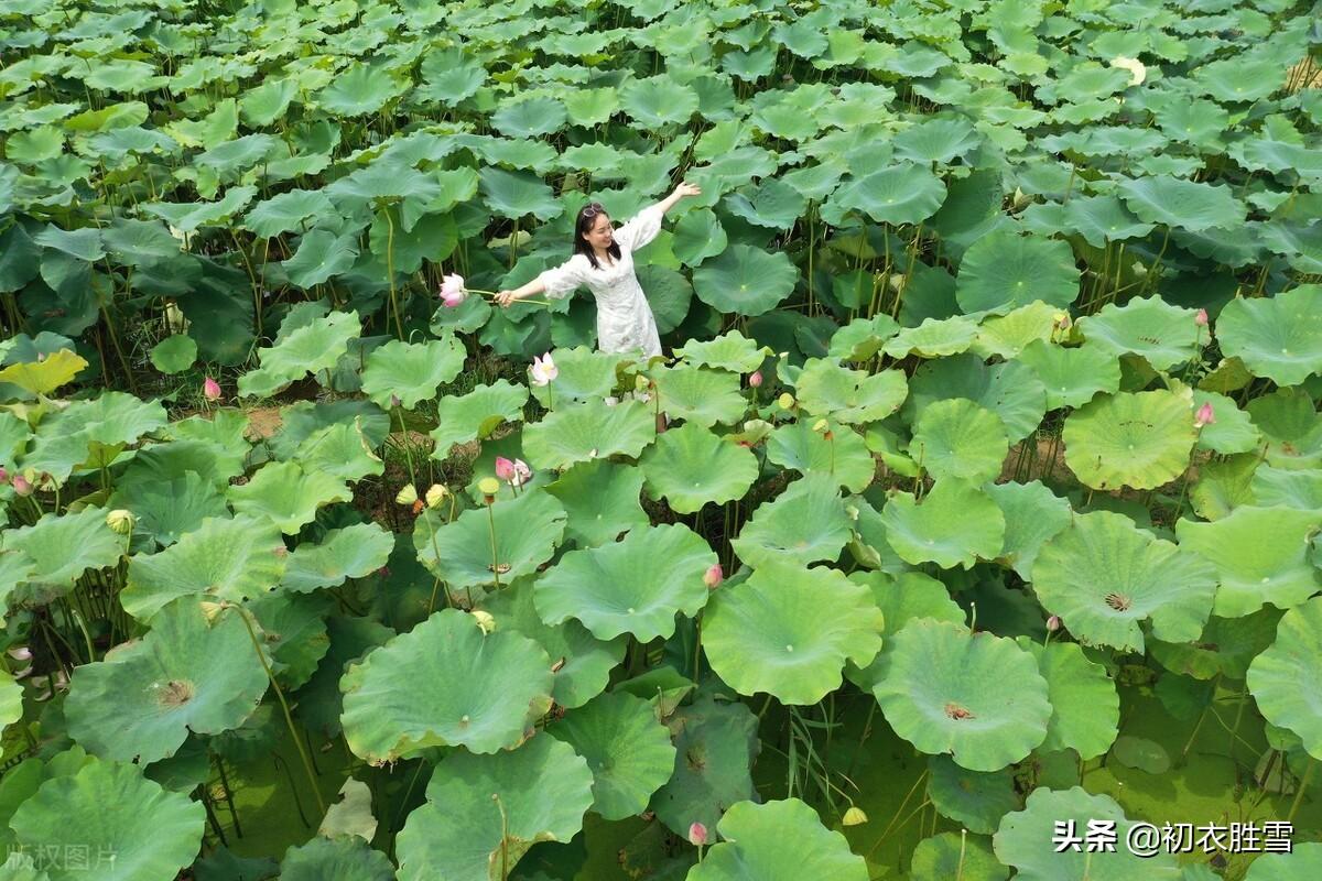 荷花经典古诗名句（李商隐四时荷花鉴赏）