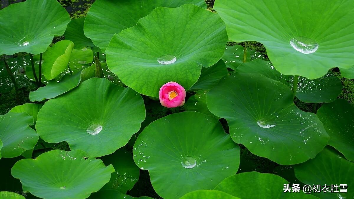 形容荷花经典盛开的诗句（雨露荷花七首）