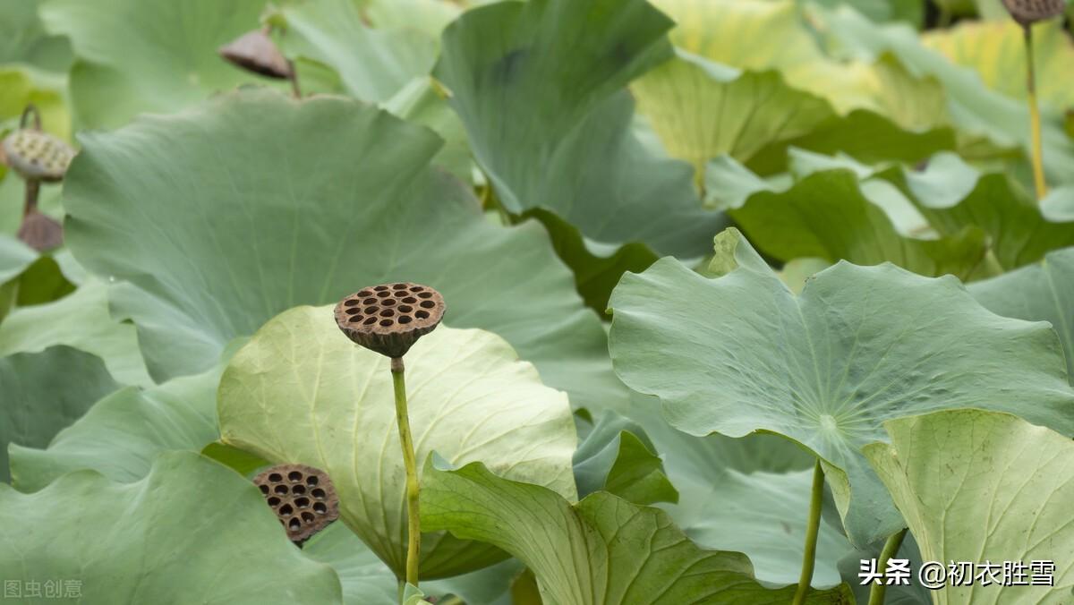 夏天经典古诗名句（晚夏西风五首赏读）