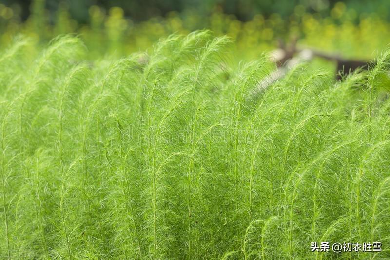 夏天经典古诗名句（晚夏西风五首赏读）