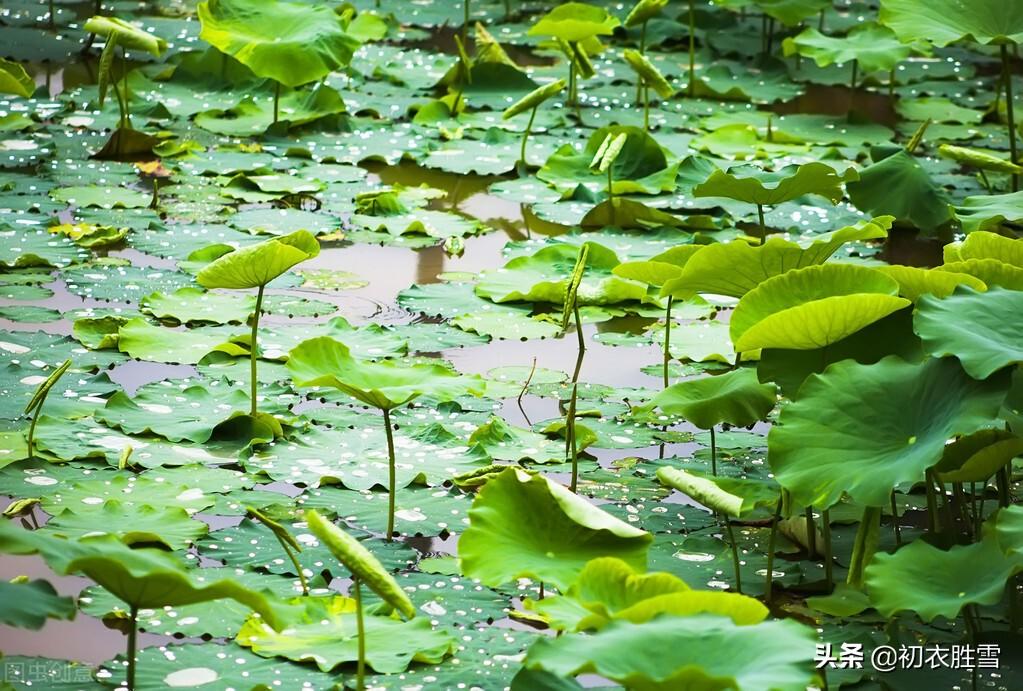 晚夏经典古诗五首（一夜雨声凉到梦，万荷叶上送秋来）