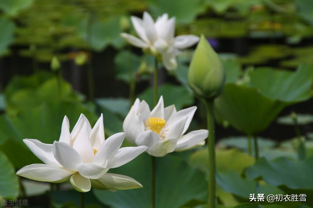 荷塘经典古诗大全（雾露隐芙蓉，明月小银塘）