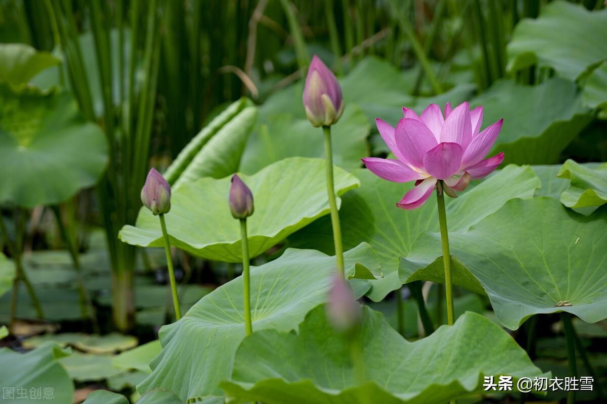 荷塘经典古诗大全（雾露隐芙蓉，明月小银塘）