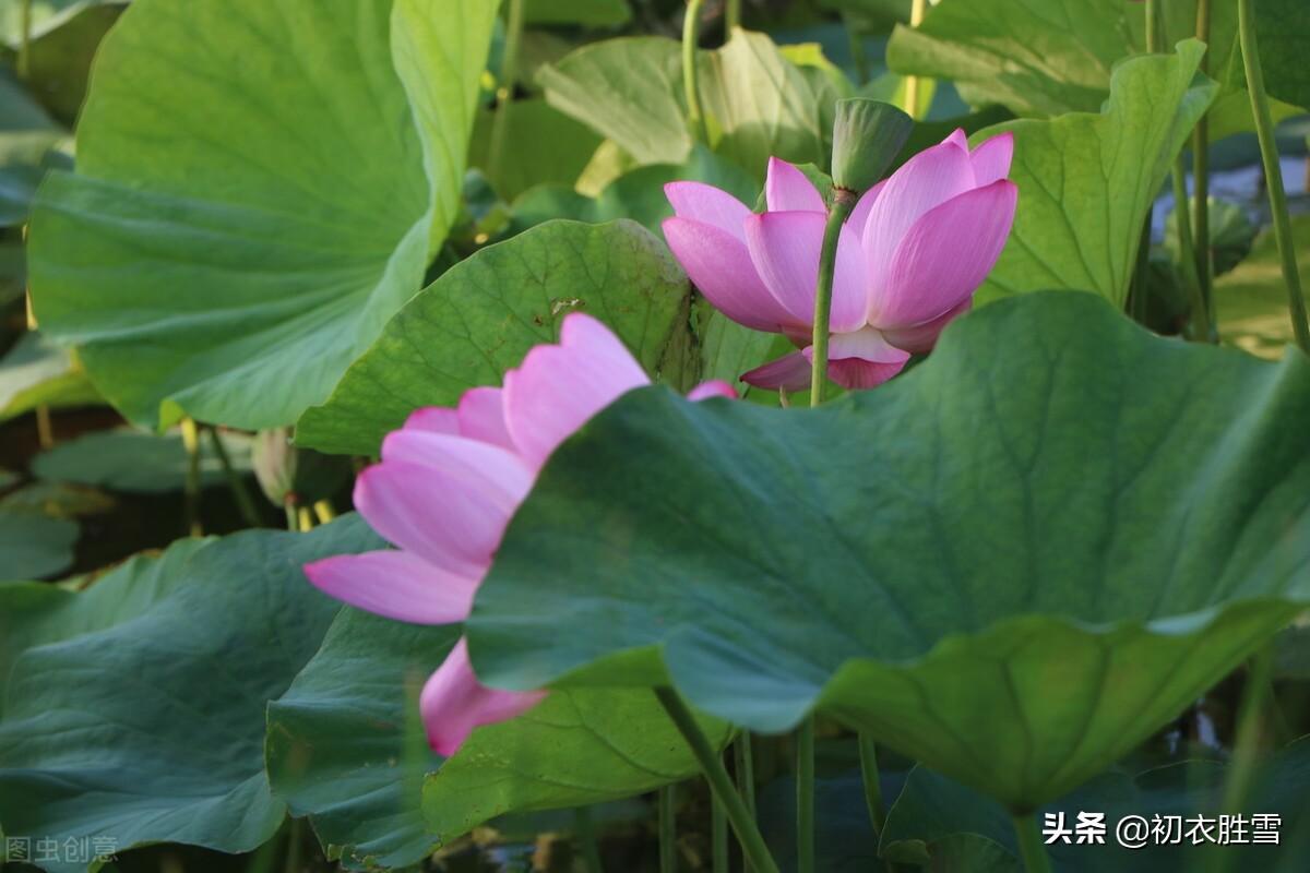 荷花经典古诗名句（蒋捷唯美风荷两首）