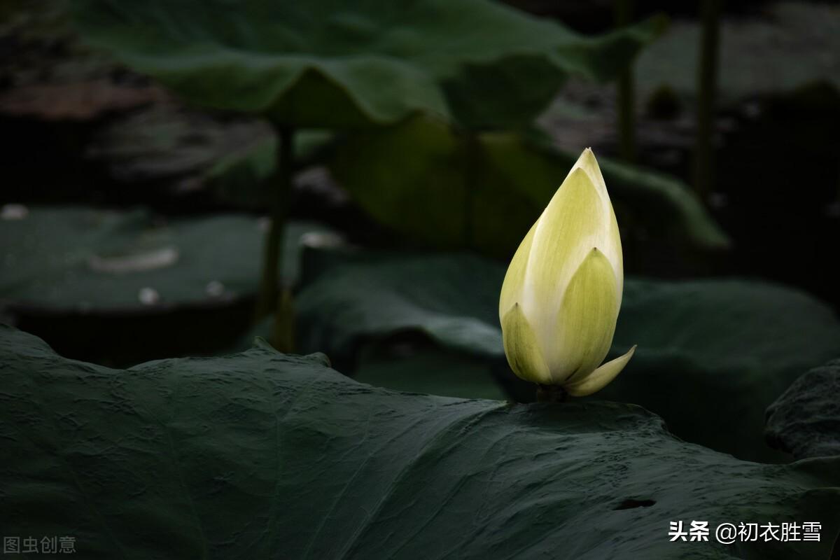 荷花经典古诗大全（白荷花古诗六首）