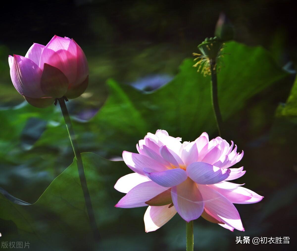 荷花温柔经典诗词（赏读清朝荷花诗四首）