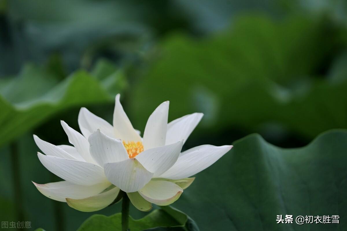 白莲花经典诗词有哪些（白居易白莲花六首古诗词）