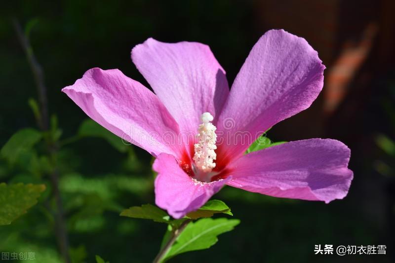 木槿花经典诗词及解释（夏花木槿古诗七首赏析）