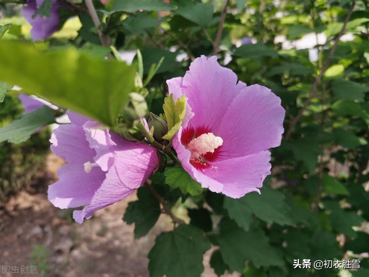 木槿花经典诗词及解释（夏花木槿古诗七首赏析）