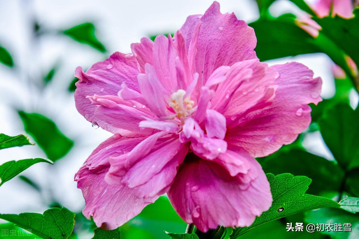 木槿花经典诗词及解释（夏花木槿古诗七首赏析）