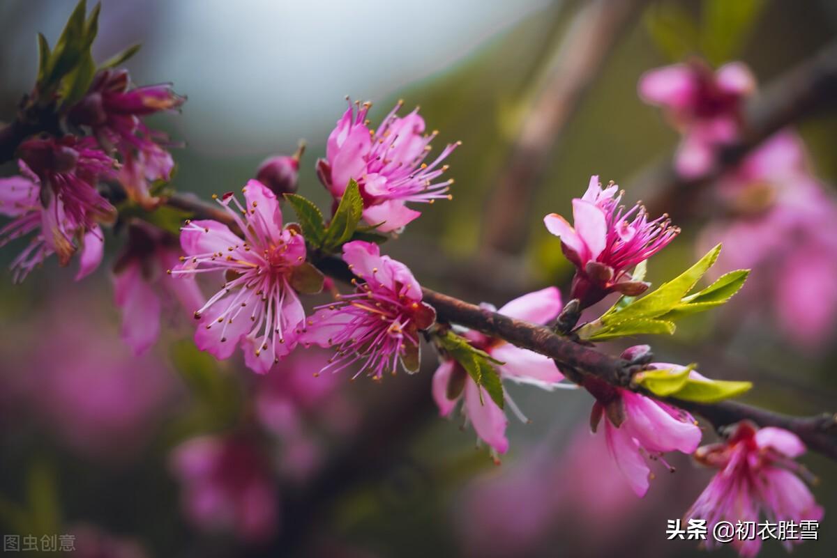 荷花意境经典诗词（纳兰性德荷花古诗句）