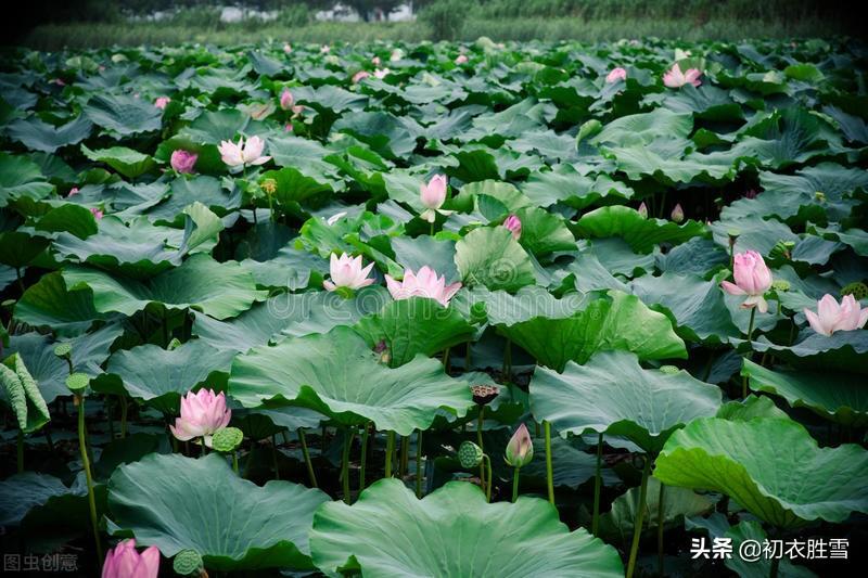 荷花大暑经典诗词（盛夏荷花诗词五首）