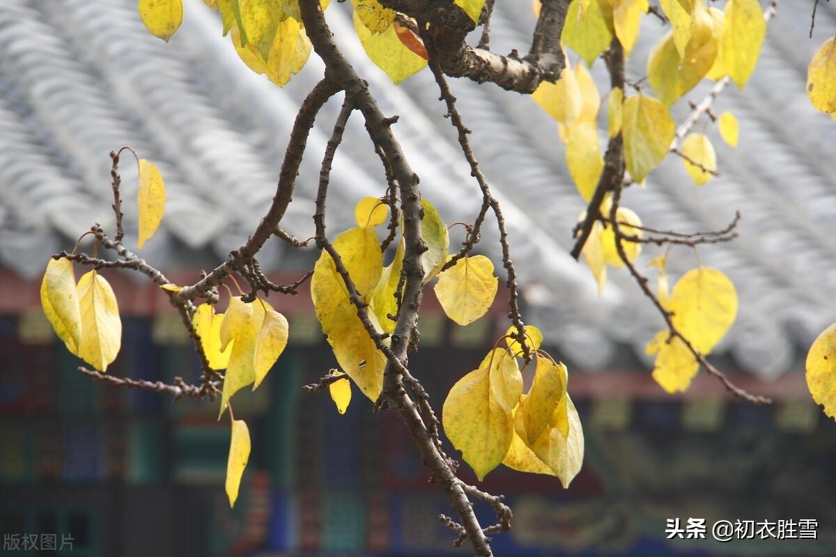 明快晴秋诗词五首（斜阳晒黄叶，白云同鹤飞）