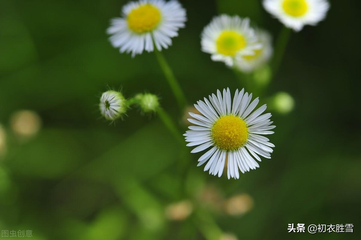 赞美白菊的经典诗句（晚秋白菊古诗词七首）