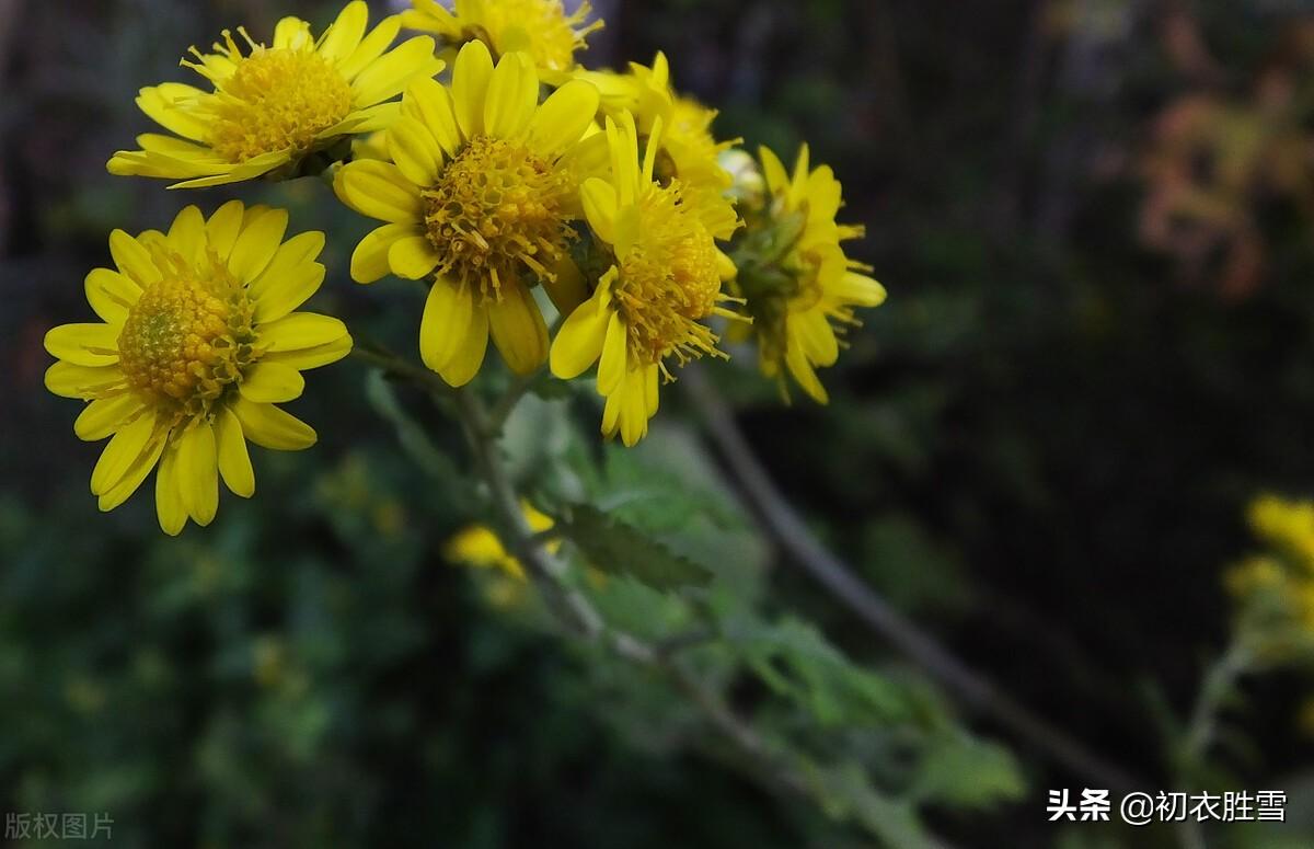 重阳节诗词名句摘抄（爱国重阳节诗词六首）