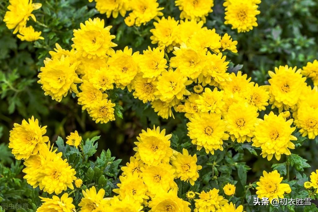 重阳节菊花优美诗词九首赏析（九日重阳节，开门有菊花）