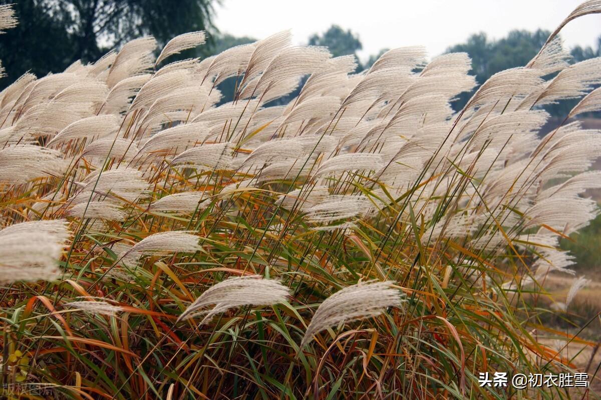 ​明丽芦花唯美古诗六首（八月九月芦花飞，一丛丛盖钓鱼船）