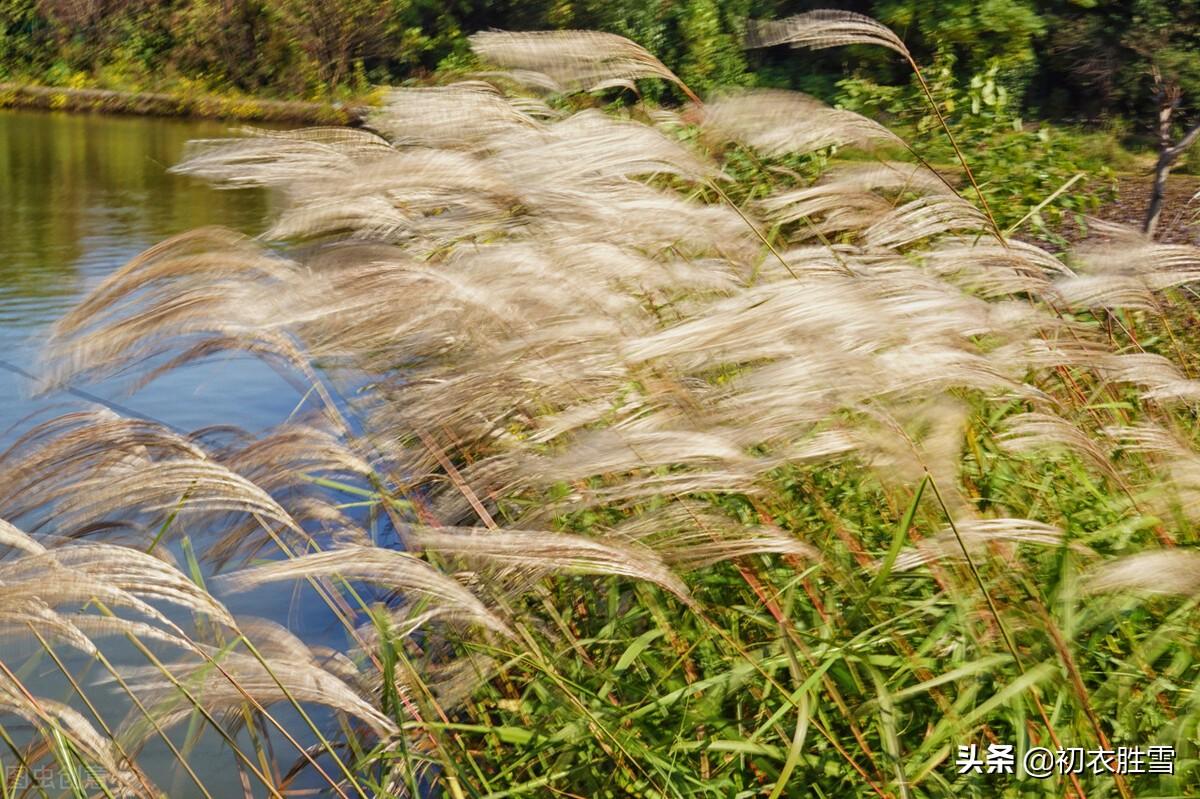 ​明丽芦花唯美古诗六首（八月九月芦花飞，一丛丛盖钓鱼船）