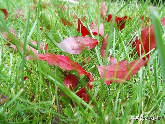 白露经典诗词名句（白露节气白露古诗五首）