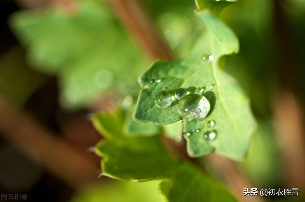 白露节气经典古诗六首（天高白露下，露从今夜白）