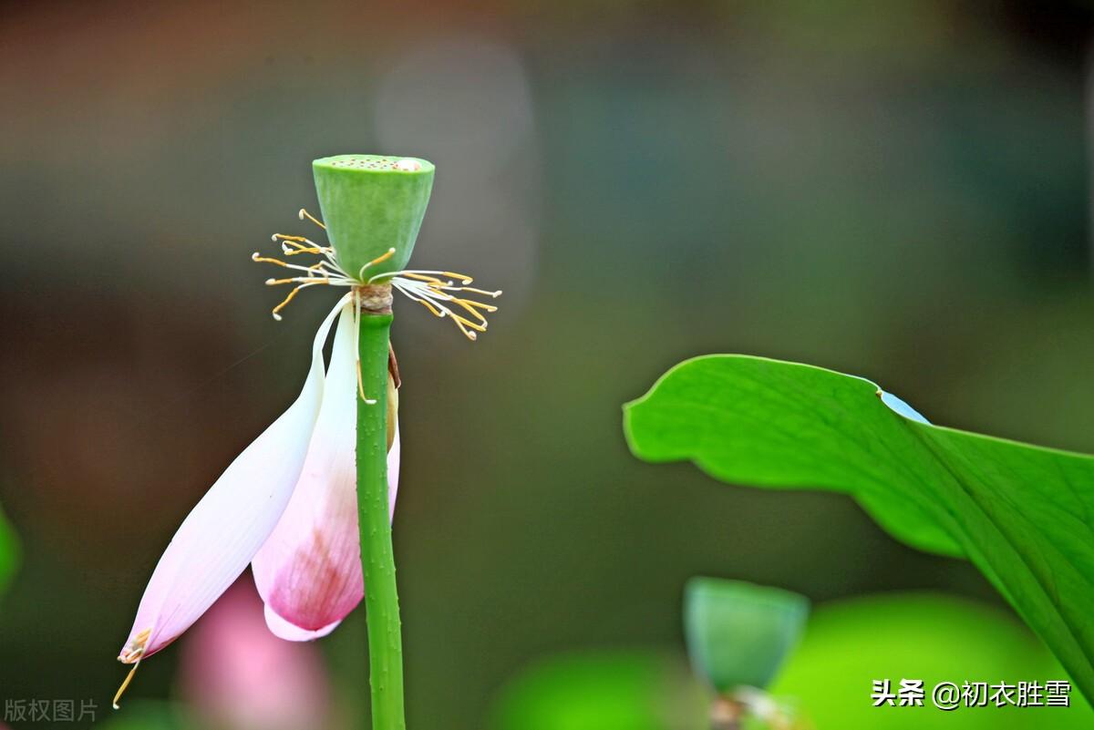 荷花夏天经典诗词（秋荷红衣唯美诗词六首）