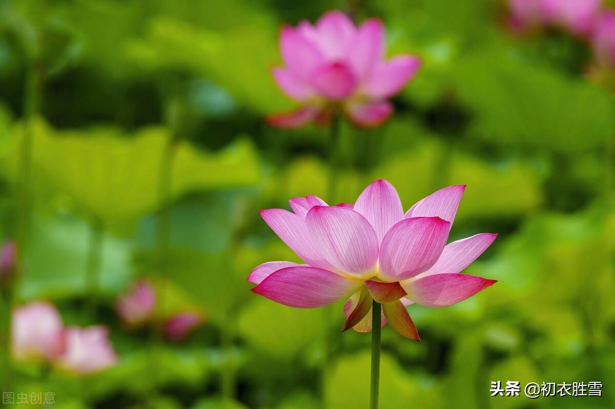 荷花夏天经典诗词（秋荷红衣唯美诗词六首）