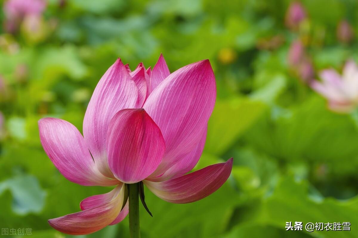 荷花夏天经典诗词（秋荷红衣唯美诗词六首）