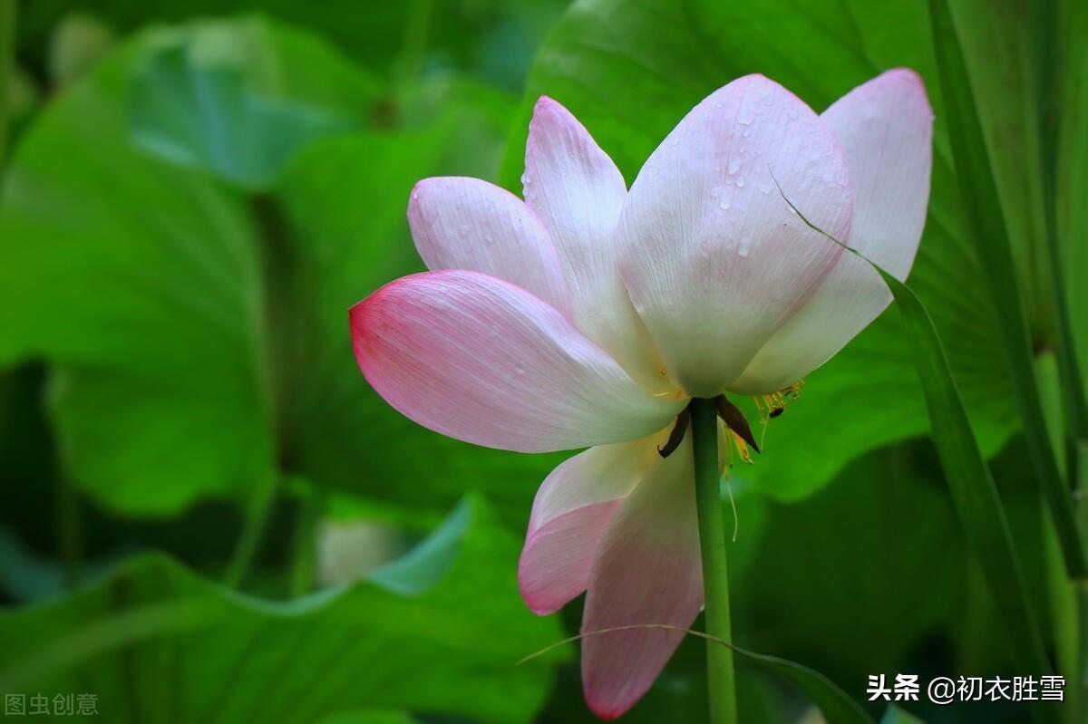 荷花夏天经典诗词（秋荷红衣唯美诗词六首）