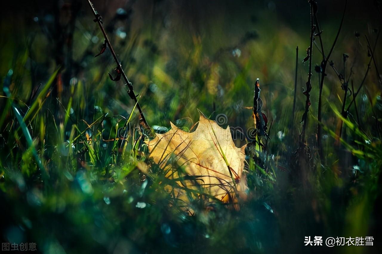 秋天经典诗词有哪些（早秋秋草诗词五首）