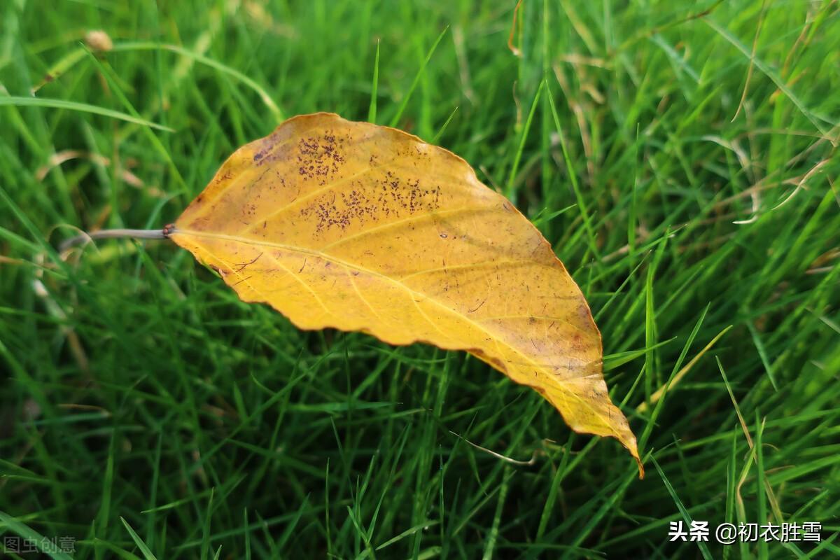 早秋秋雨唯美诗词五首（江湖经一雨，日月换新秋）