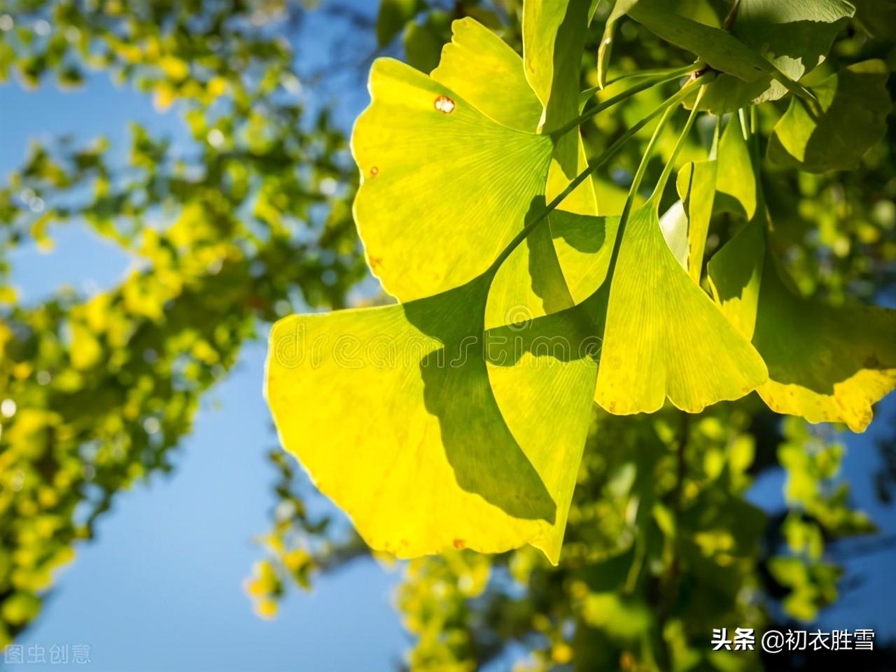 初秋秋凉唯美诗词五首（夜来秋雨后，秋气飒然新）