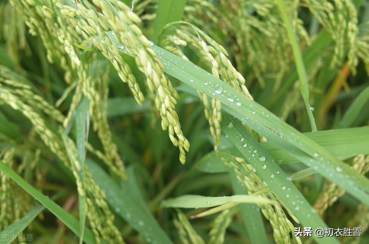 初秋秋凉唯美诗词五首（夜来秋雨后，秋气飒然新）