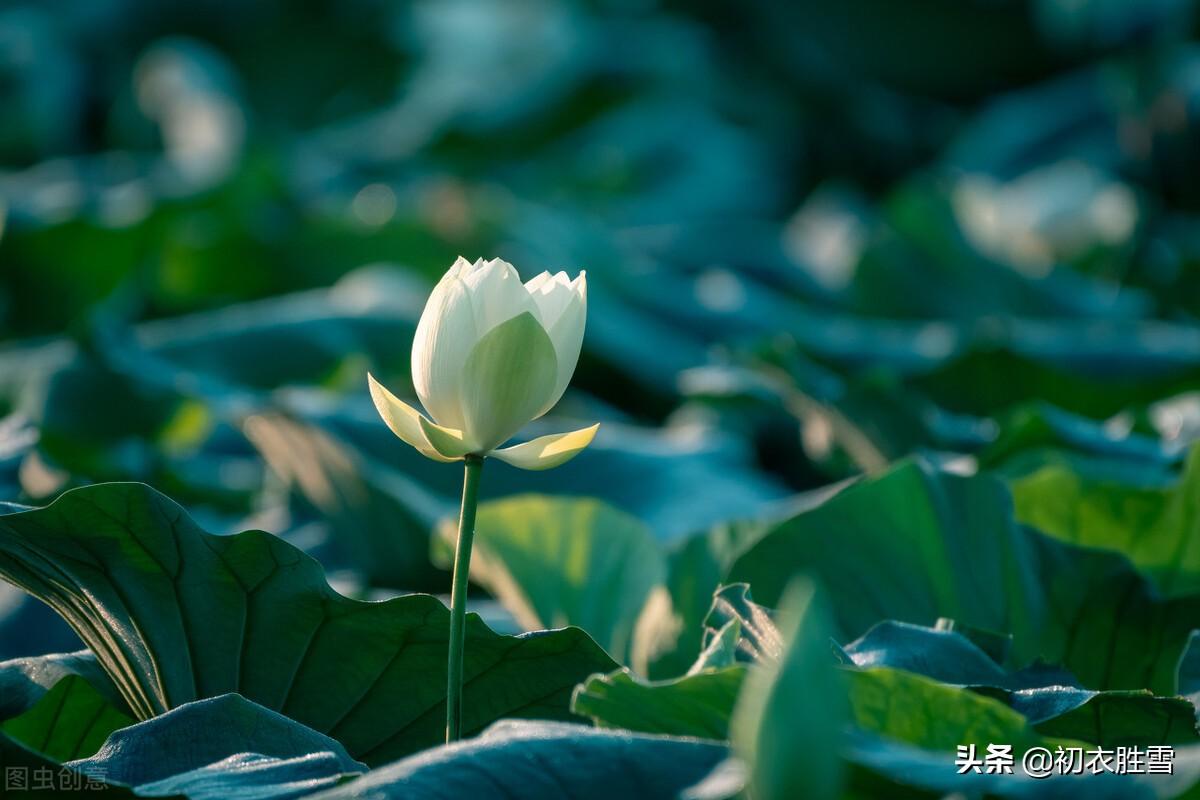 清丽秋荷古诗五首（昨夜夜凉凉似水，玉舟撩乱满江湖）