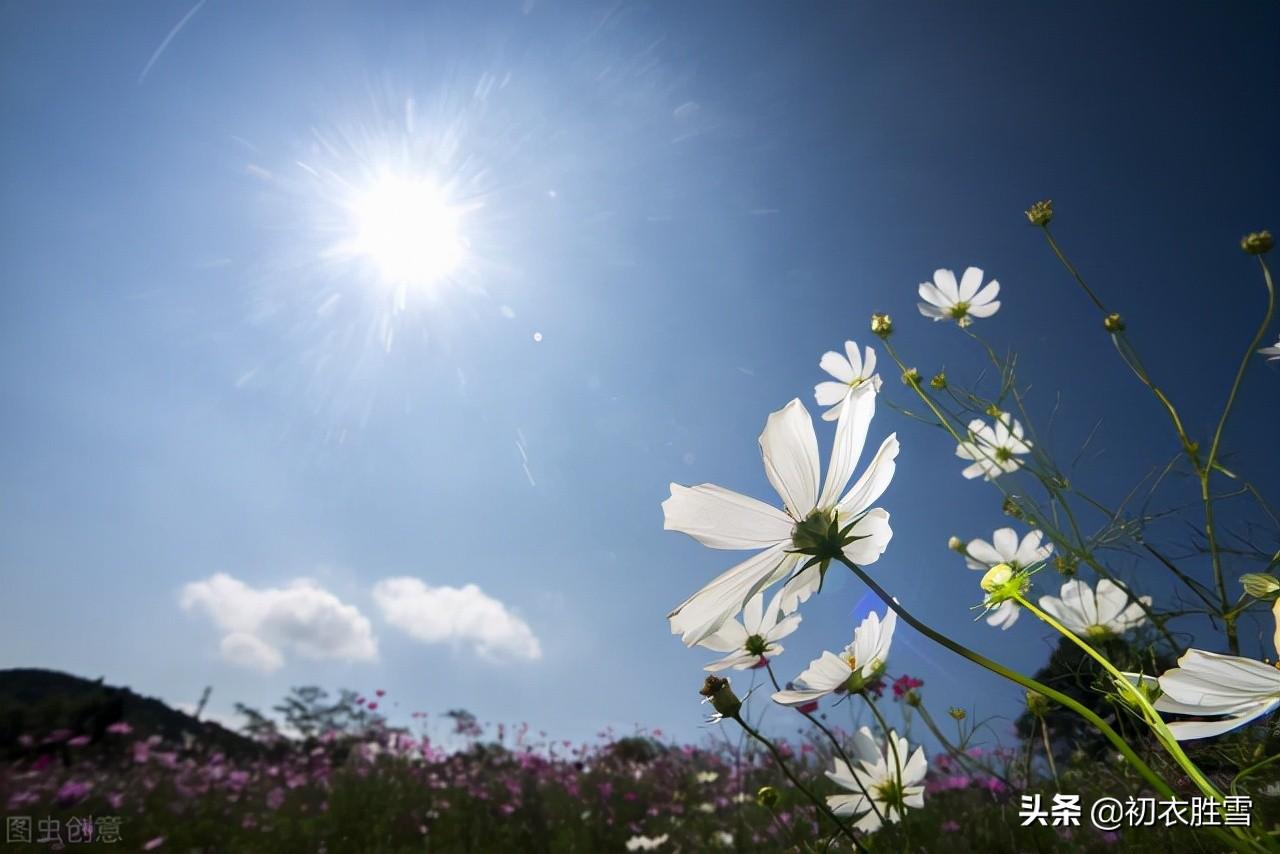 秋暑荷花经典诗词（杨万里秋暑古诗四首）