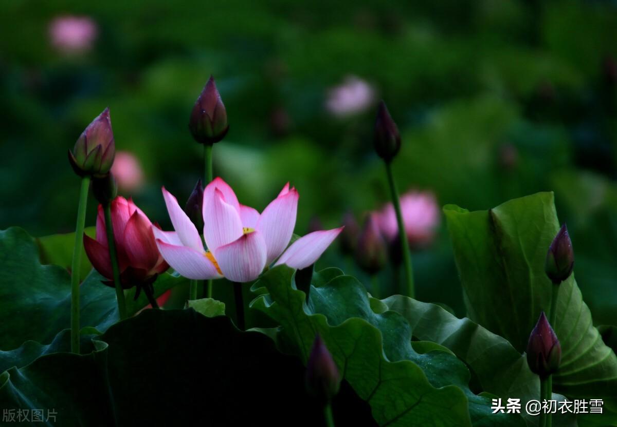 莲花经典诗词有哪些（莲花唯美古诗五首）