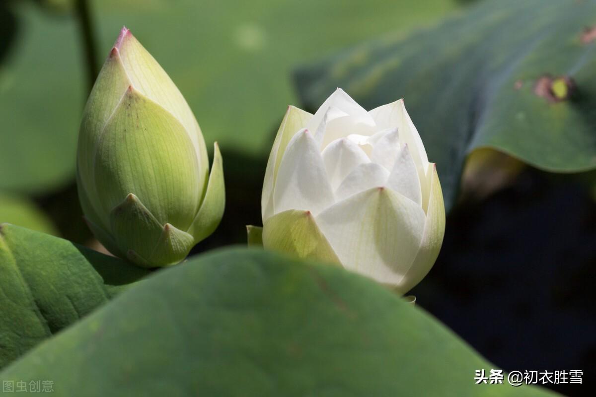 荷花相思经典诗词赏析（推荐诗经荷花两首）