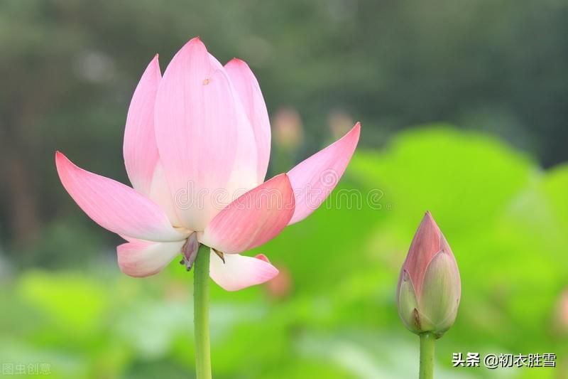 荷花相思经典诗词赏析（推荐诗经荷花两首）