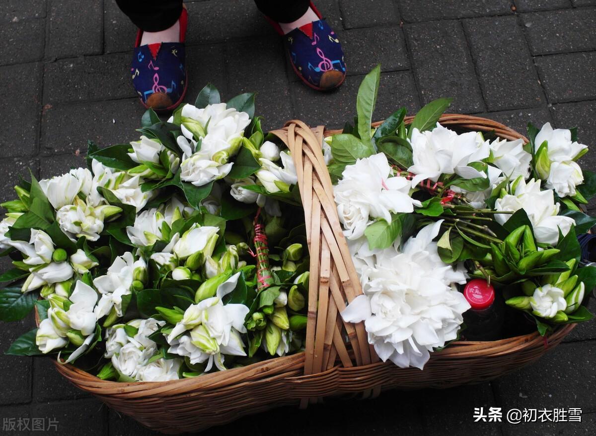 盛夏栀子花唯美诗词六首（黄梅已老未逢荷，栀子分明是雪花）