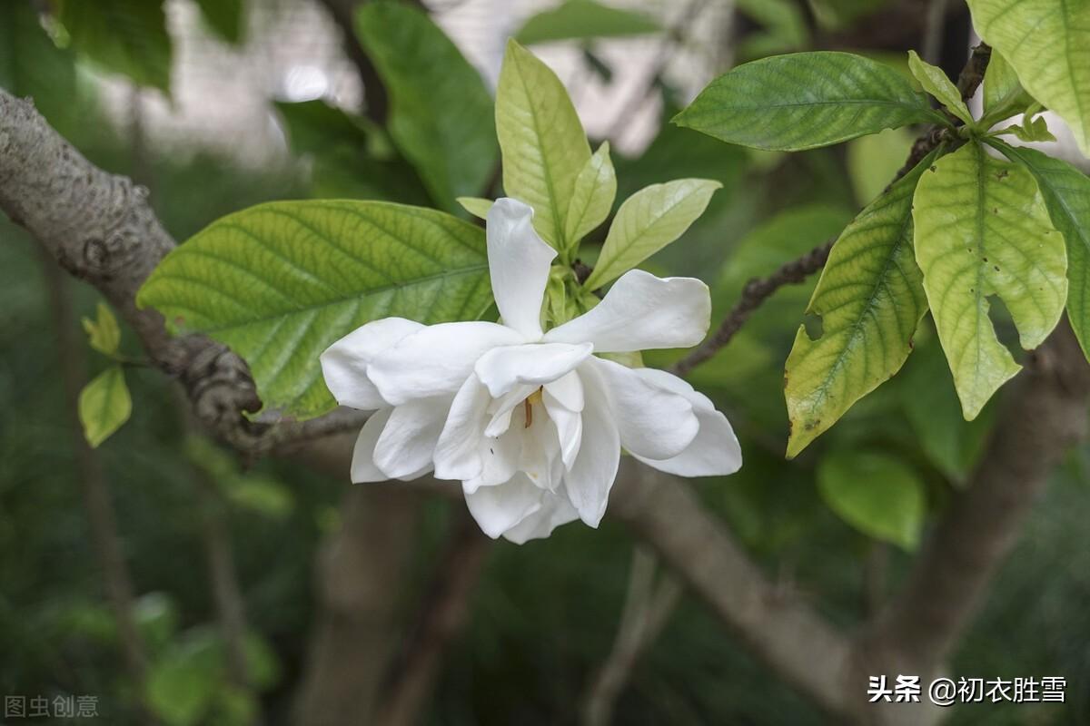 盛夏栀子花唯美诗词六首（黄梅已老未逢荷，栀子分明是雪花）