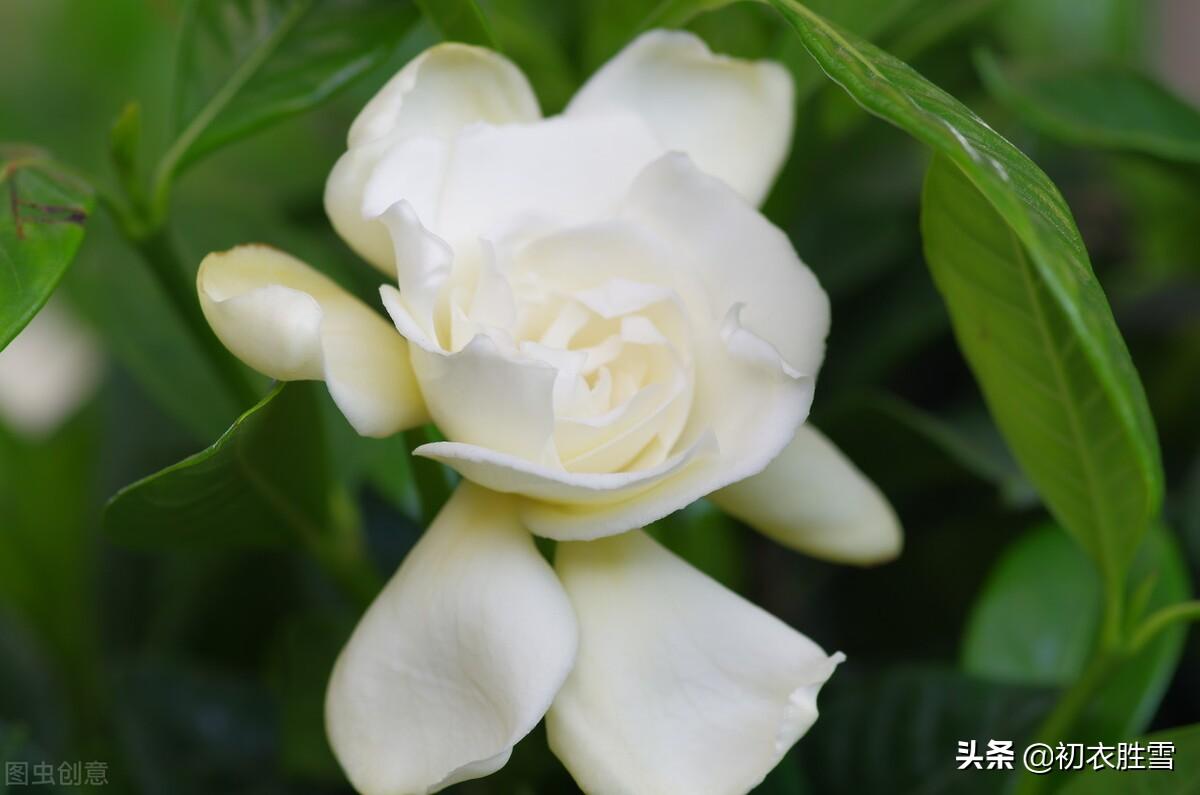 盛夏栀子花唯美诗词六首（黄梅已老未逢荷，栀子分明是雪花）