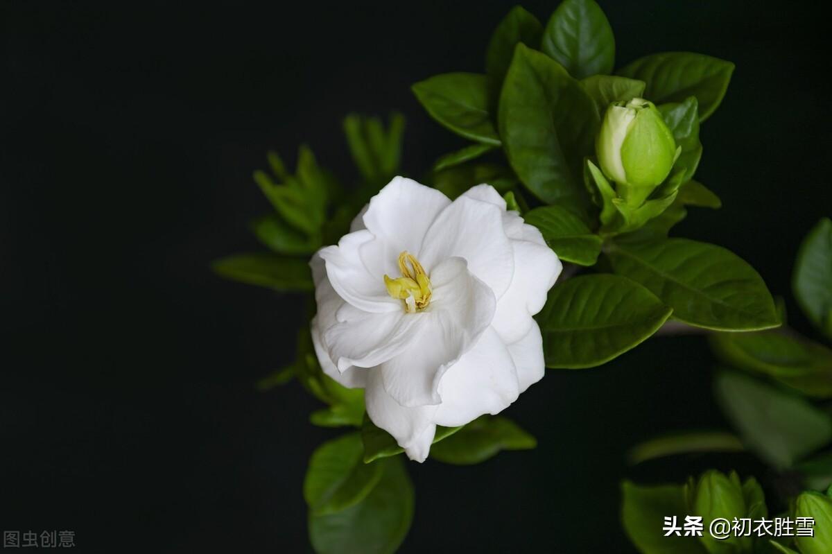 盛夏栀子花唯美诗词六首（黄梅已老未逢荷，栀子分明是雪花）